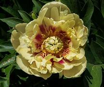 Image result for Paeonia itoh Prairie Charm