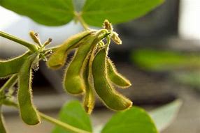 Image result for soybean plant photos