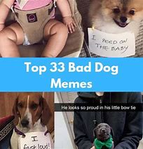 Image result for Bad Dog Meme