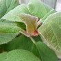 Image result for Hydrangea aspera Macrophylla