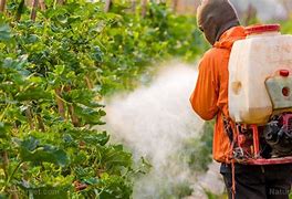 Image result for Chemical Pesticides