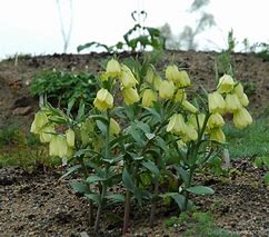 Image result for Fritillaria pallidiflora