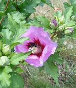 Image result for Grafting Rose of Sharon