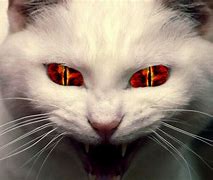 Image result for Scary Cat Background