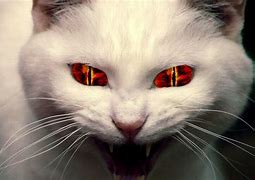 Image result for Evil Cat Face