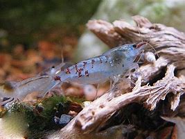 Image result for Neocaridina Blue Pearl