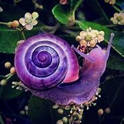 Image result for Purple Snail Slug