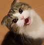 Image result for Meowing Cat Meme Desktop Wallpaper