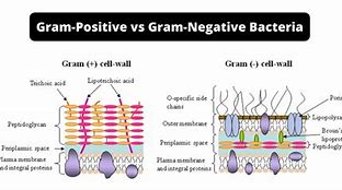 Image result for Gram-positive vs Negative