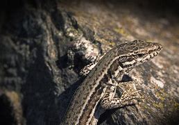 Image result for 2Ft Long Gray and Black Lizard Images
