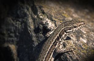Image result for Grey and Dark Grey Lizzard