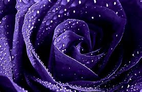 Image result for Dark Purple Flower Wallpaper