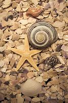 Image result for Shell Trove