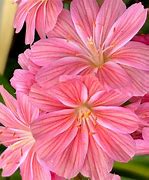 Image result for Lewisia cotyledon Elise