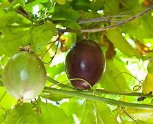 Image result for Passion Vine Fruit Edible