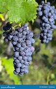 Image result for Hanging Grapes