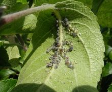 Image result for Anna Apple Tree Insects