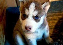 Image result for Mini Huskies