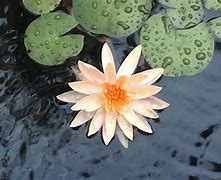 Image result for Lotus Flower Giphy