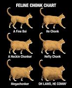 Image result for Degree of Chomk Cat Meme
