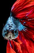 Image result for iPhone 6s Fish Wallpaper