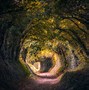 Image result for Halnaker Tree Tunnel Girl