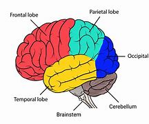Image result for Drawing of Human Brain