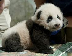 Image result for Baby Panda Pitcher