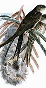 Image result for Tachornis Apodidae