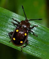 Image result for Spotted Beetle