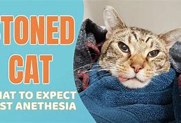 Image result for Cat Under Anesthesia