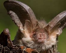 Image result for European Brown Bats
