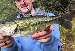 Image result for Swamp Donkey Fish