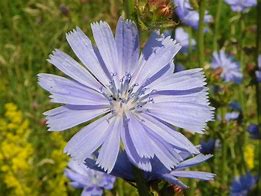 Image result for High Guardian Spice Chicory