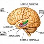 Image result for cerebelo
