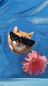 Image result for Cool Cat Aesthetic