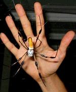 Image result for Biggest Banana Spider Ever