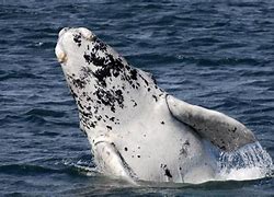 Image result for Albino Whale