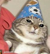 Image result for Sat Party Cat Meme