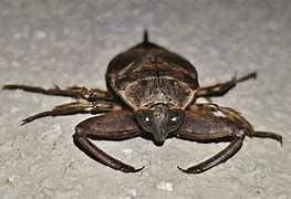 Image result for Giant Water Bug Eating