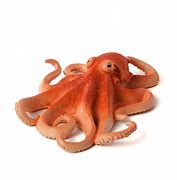 Image result for Octopus Figure