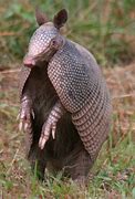 Image result for Funny Armadillo