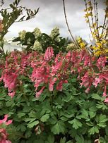 Image result for corydalis_solida