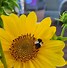 Image result for Helianthus decapetalus Capenoch Star