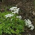 Image result for Sedum acre Aureum