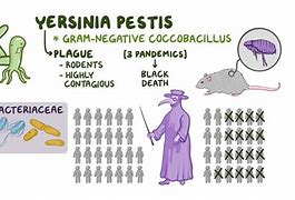 Image result for Yersinia Pestis Transmission