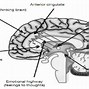 Image result for Paul MacLean Triune Brain Theory