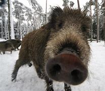 wild boars 的图像结果