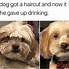 Image result for Unique Funny Animal Memes 2020