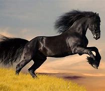 Image result for Horse Running